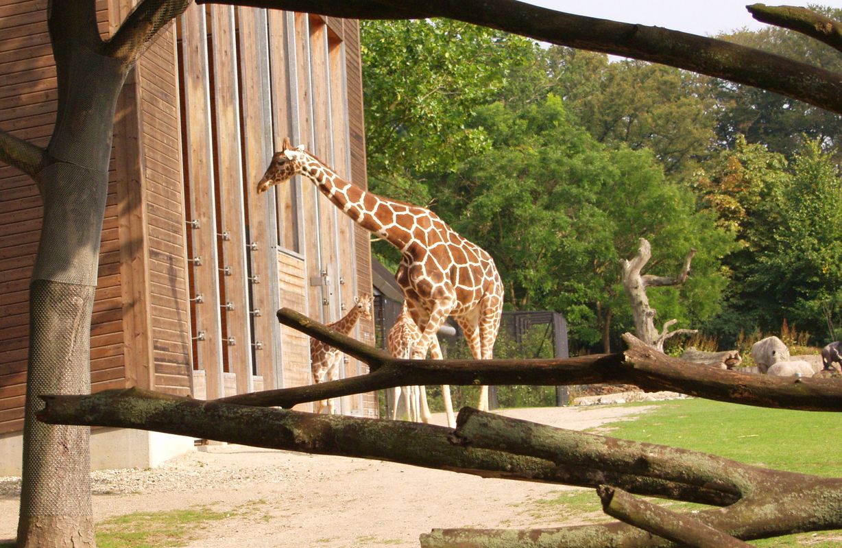 KLF har været sponsor for girafferne i Zoologisk Have i mange år, men nu stopper KLF den økonomiske støtte efter en fyring af en tillidsrepæsentant. Foto: Peter Garde